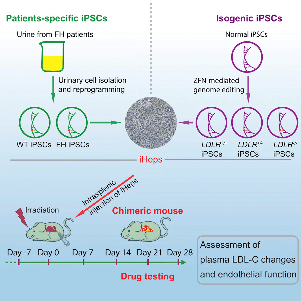 iPSCellⓇ疾病模型 iPSC – 三启生物-iPSC创新药研发企业