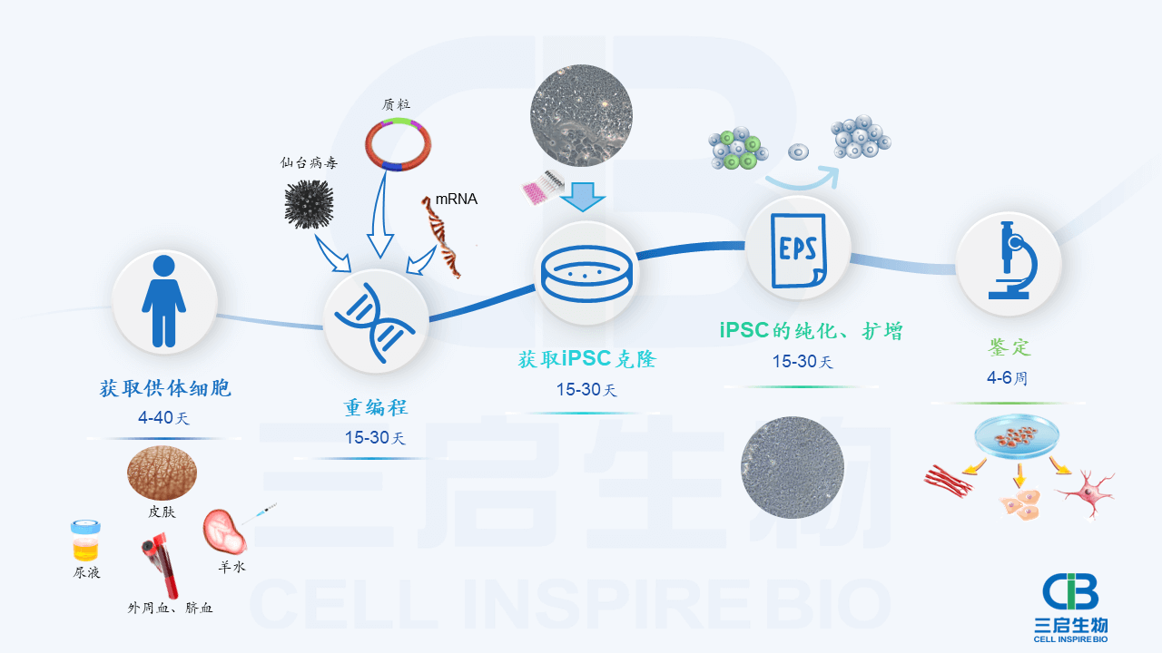 商业级 iPSC 定制 – 三启生物-iPSC创新药研发企业